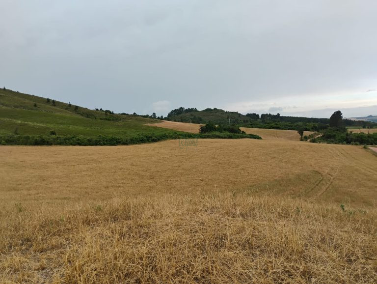 Fazenda em Encruzilhada do Sul: oportunidade para lavoura e pecuária