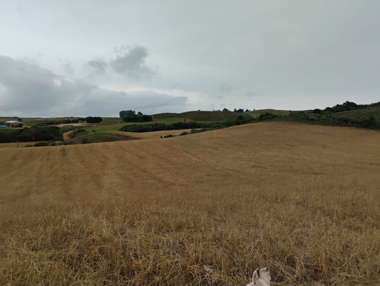 Fazenda em Encruzilhada do Sul: oportunidade para lavoura e pecuária
